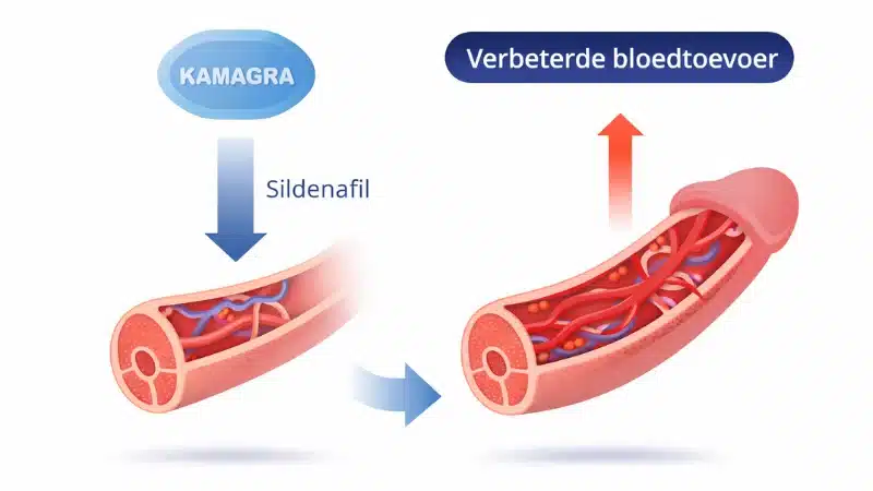 Uitleg hoe Kamagra werkt met verbeterde bloedtoevoer door Sildenafil